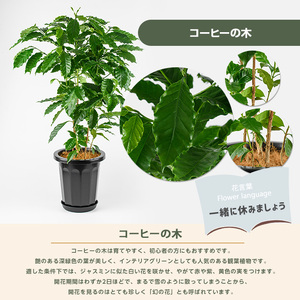 【観葉植物】コーヒーの木 80cm～100cm Green Farm M IB075-029 ※北海道・沖縄・離島配送不可