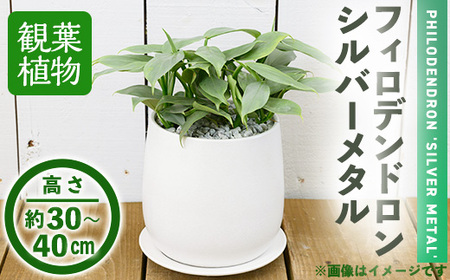 【m24-14】＜観葉植物＞フィロデンドロン・シルバーメタル(6号) (陶器鉢・受け皿付) 【アイエヌエー】