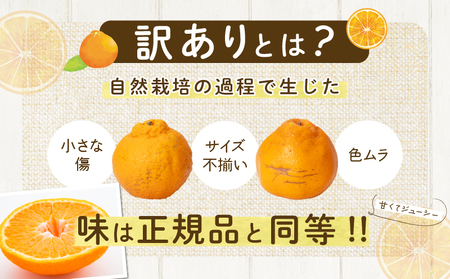 先行予約 訳あり 数量限定 不知火 計3.7kg以上 傷み補償分付き 期間限定 フルーツ 果物 くだもの みかん オレンジ 柑橘 国産 食品 不揃い 傷 規格外 訳アリ B品 ご家庭用 ご自宅用 おす