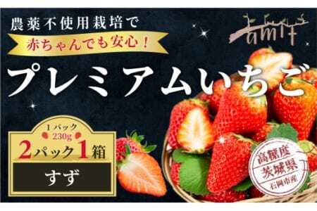 農薬を使わず育てた安心安全 イチゴ すず 2パック いちご 苺 ナノバブル水素水使用 農薬不使用 希少 国産 果物 フルーツ くだもの 冬 旬 産地直送 農家直送 産直 甘い デザート スイーツ 家庭用 贈答 贈答用 茨城 茨城県 石岡市 (A14-002)