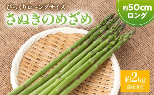 びっくりロ～ングサイズ さぬきのめざめロング約50cm 約2kg【2025-2月中旬～2025-4月下旬配送】