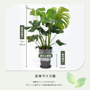 2026年3月上旬～発送 モンステラ 70cm～90cm 黒シュエット鉢 鎌ヶ迫園芸場 IB086-012 観葉植物 観葉植物
