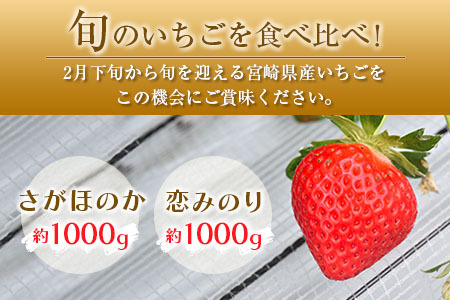 ◆宮崎県産いちご「さがほのか」「恋みのり」食べ比べセット（各4パック）
