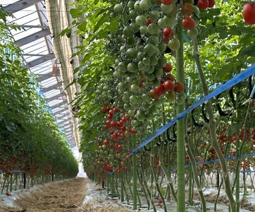 玉名市産 旬の新鮮ミニトマト 1500g | 野菜 ミニトマト とまと 熊本県 玉名市