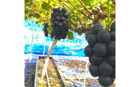 【2026年先行予約】厳選 長野県産 ナガノパープル たっぷり3~4房 約2kg ナガノパープル