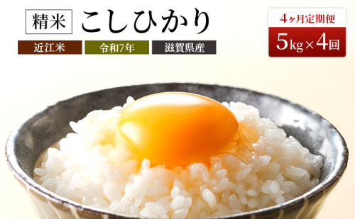 【令和7年産】 米 定期便 近江米 コシヒカリ 白米 5kg 5kg×4ヶ月 豊かな郷の近江米 こめ 滋賀県 豊郷町
