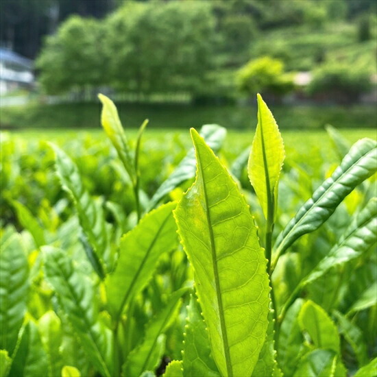 丹波有機栽培 天日干し赤ちゃん番茶 テトラパック 2g×20個×3袋 有機JAS認証 ノンカフェイン ベビー番茶 あかちゃん番茶 お茶 茶葉 離乳食 妊婦 産地直送 兵庫県 丹波市