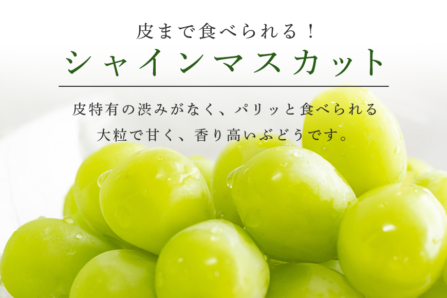【数量限定 / 期間限定】 シャインマスカット 約2kg（2房〜3房） ブドウ ぶどう 皮ごと食べられる ジューシー 果物 フルーツ くだもの ますかっと 白ぶどう 【9月下旬〜10月下旬順次発送予定