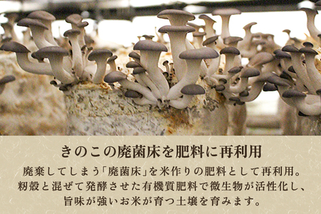 【令和7年産新米先行予約】【定期便6ヶ月毎月お届け】新潟県産 コシヒカリ（従来品種）玄米3kg（3kg×1袋）《10月上旬から順次発送》 玄米 白米 きのこ農家ならではの有機質肥料 お米 新潟産 コシ