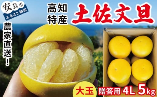 文旦 5kg 贈答用 4Lサイズ 土佐文旦 みかん 蜜柑 ぶんたん ブンタン 柑橘 フルーツ 冬 旬 果物 果物類 新鮮 お裾分け デザート おやつ 産地直送 送料無料 贈答 贈り物 ギフト 冬ギフト 大玉 文旦高知 高知県 安芸市 小松農園