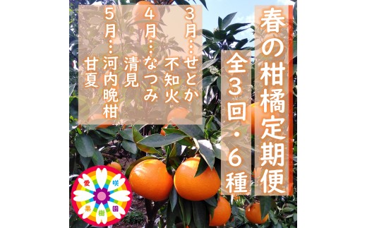 【発送月固定定期便】愛咲果樹園「春の柑橘定期便」(3月～5月)全3回【71-76】YWTS072