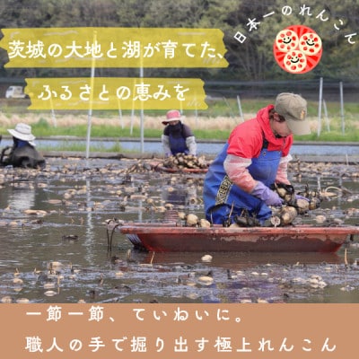 新物!　肉厚でシャキシャキの食感と甘みが特徴　　掘りたて れんこん　2Kg(2〜4本)【配送不可地域：離島】【1420961】