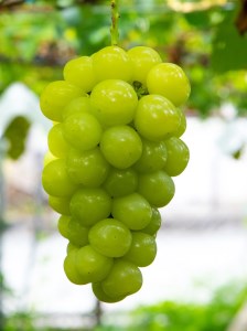 【2025年発送分】植原葡萄研究所の新品種詰め合せ