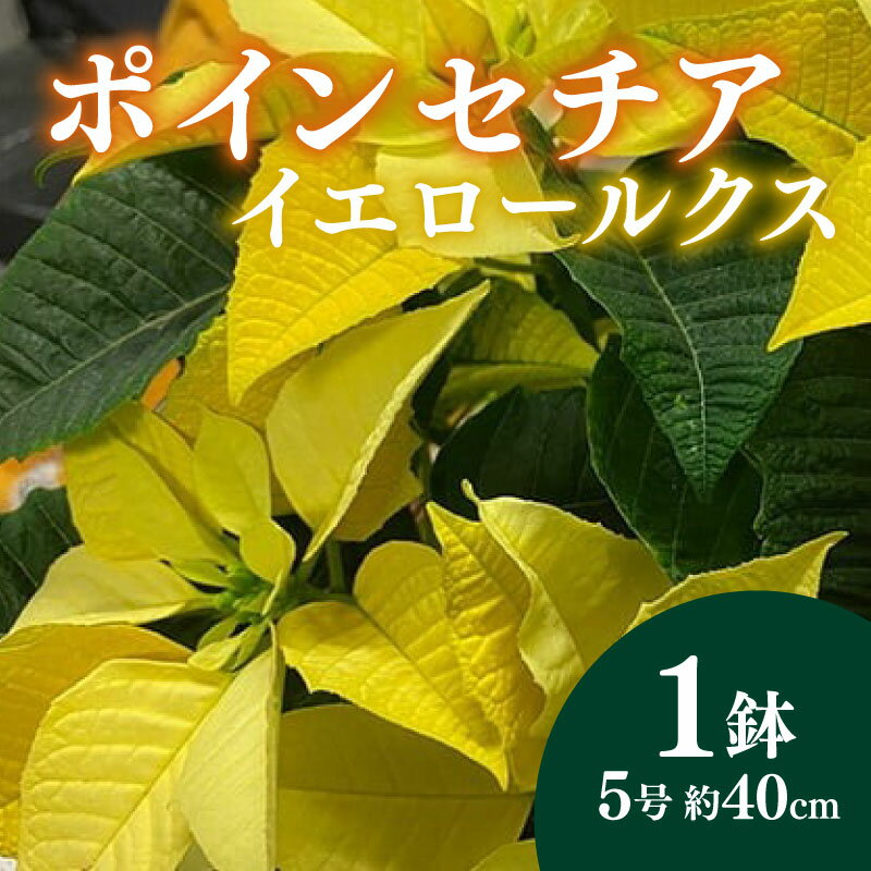 【ふるさと納税】 ポインセチア 5号 イエロー 黄色 花 冬 季節 ガーデニング 庭 贈答 プレゼント ギフト 植物 先行予約 幸運 クリスマス 観葉植物 インテリア 鉢植え 室内 玄関 リビング 寄せ植え 冬の花 年末 年始 2025年11月中旬 発送 オンライン決済 藤枝市 静岡県
