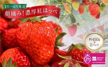 【数量限定】先行予約 いちご【1月〜4月発送】朝摘み! 濃厚 紅ほっぺ 約900g～1kg | 産地直送 農家直送 2パック 苺 イチゴ 数量限定 果物 フルーツ 新鮮 春 旬 国産 飛騨高山 m BerryFarm KL001