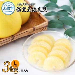 【先行予約】温室土佐文旦 約3kg（7玉入り・Lサイズ） 高知県土佐市 【土佐文旦の藤岡】 [BQBJ004]