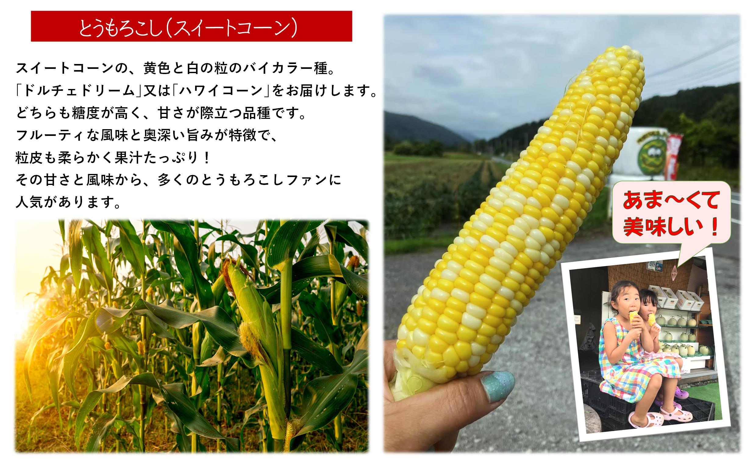 ＜2026年8月上旬よりお届け＞北海道壮瞥産 とうもろこし（スイートコーン）13本 約5kg SBTN001