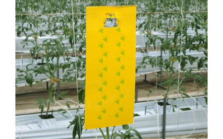 家庭菜園やビニールハウス栽培の必需品！害虫捕虫用粘着シート『ラスボスＲタイプ』100枚セット｜害虫対策 駆除 シート 強力 速効性 虫よけ 侵入※着日指定不可