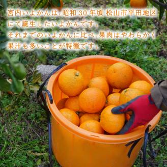 【2026年1月上旬から順次発送】 宮内いよかん 9kg 数量選択可 いよかん 伊予柑 みかん 数量限定 みかん 愛媛県産 みかん いよかん 伊予柑 松山市 みかん 中島 みかん いよかん 伊予柑 み