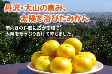 [2026年1月下旬頃から発送] みかん 5kg 品種おまかせ｜先行予約 みかん フルーツ 果物 柑橘 [0529]