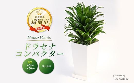 2026年1月中旬～発送【観葉植物】ドラセナ・コンパクター40cm～60cm(Green Base/IB003-036) 南国鹿児島県で育った 観葉植物！植物 鉢付 インテリア 室内 オフィス おしゃれ プレゼント ギフト 開店祝い 移転祝い マイナスイオン【配送不可地域：北海道・沖縄県・離島】