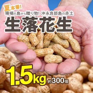【先行予約】夏本番！珊瑚の島から贈り物！沖永良部島の赤土 生落花生1.5キロ！【7月中旬～9月上旬】