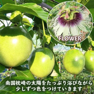 ふるさと納税 枕崎市 【訳あり】 【期間限定】 トロピカルパッションフルーツ 1.5kg 家庭用 A6-144 |  | 01