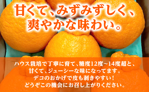 【先行予約】 不知火 約3kg しらぬい 柑橘  【2027年1月中旬より順次発送】