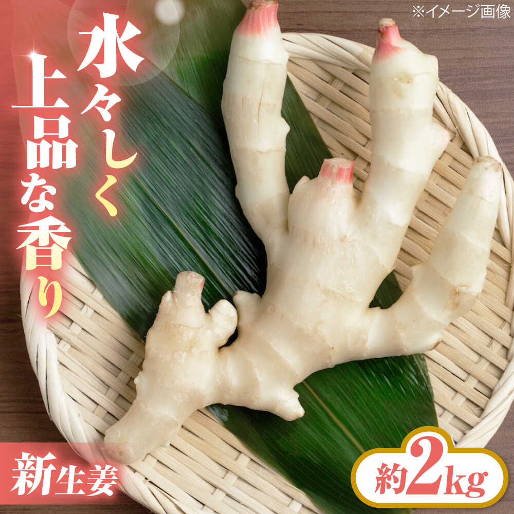 【ふるさと納税】【先行予約】【2026年6月下旬から順次発送】 新生姜 2kg 新生姜 生姜 しょうが ショウガ 愛媛県大洲市/株式会社誠実村[AGER003] 国産 根菜 薬味 料理 しょうが湯 しょうが焼き 食材 温活 ダイエット 生鮮野菜 農産物 旬 新鮮 産地直送 お取り寄せ