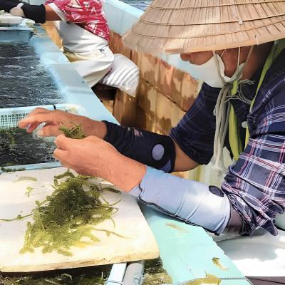 ふるさと納税 伊是名村 伊是名島そだちの塩水漬け海ぶどう60g×3袋 |  | 02