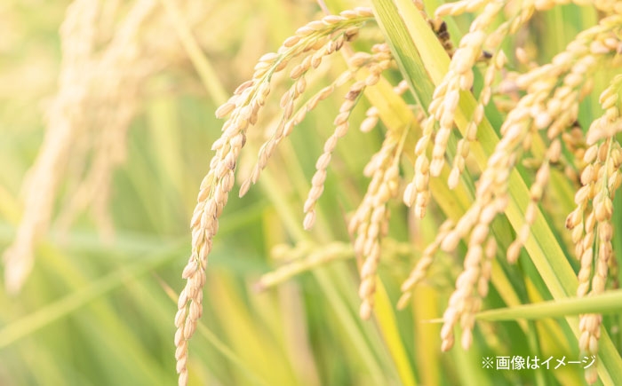 白米 こめ コウノトリやすらぎ米 新米 定期便 ごはん お弁当 国産 おいしい 