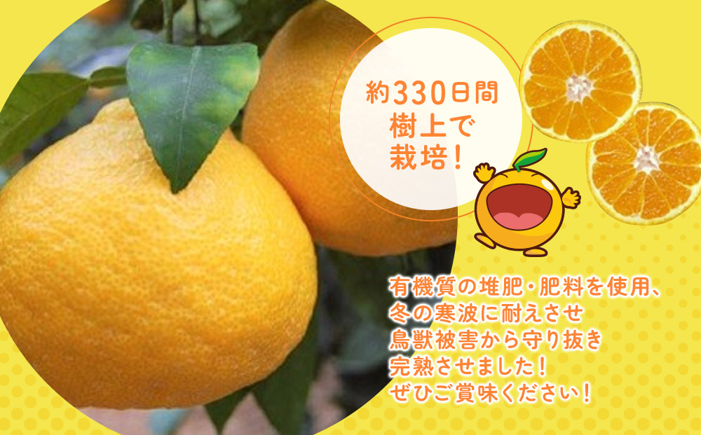 完熟みかん デコポン デコ330 約3kg ミカン 蜜柑 オレンジ 果実 旬のフルーツ 大分県産 九州産 津久見市 国産【tsu000604】