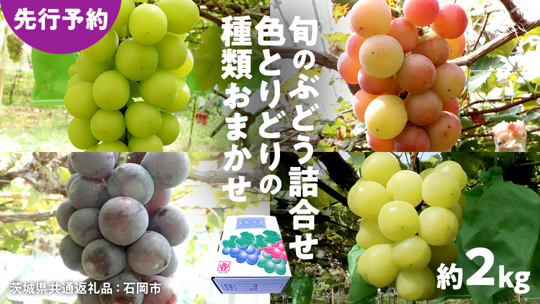 
            【 先行予約 】旬のぶどう詰合せ 色とりどりの種類おまかせ 約2kg(3～6房)（茨城県共通返礼品：石岡市） ぶどう シャインマスカット 巨峰 詰め合わせ 果物 フルーツ 旬 人気 産直 採れたて 新鮮 秋 国産 【 2025年9月初旬から発送開始 】
          