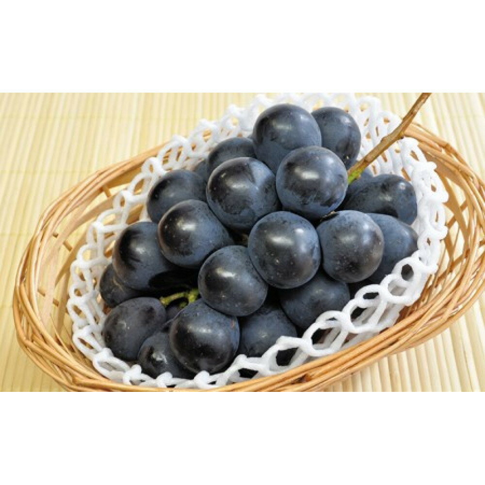 【ふるさと納税】長野市産 ナガノパープル ＜ 選べる 1kg / 2kg ＞【2026年9月以降出荷分】果物 くだもの フルーツ デザート 種無し 大粒 旬 長野市 | 果物 ぶどう フルーツ 食後 デザート おやつ