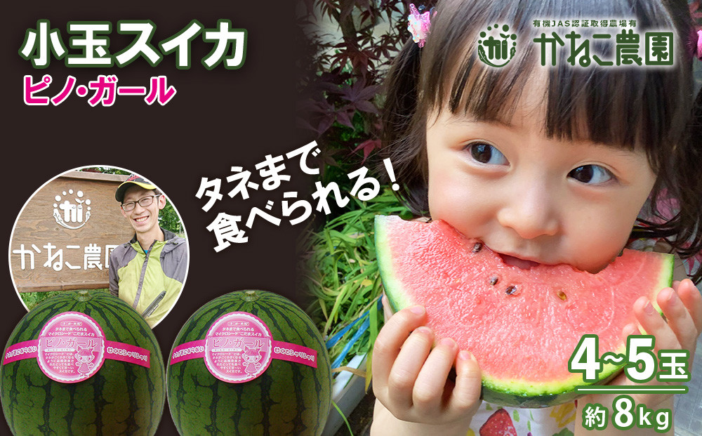 
            【2025年8月中旬より発送】　小玉スイカ「ピノガール」8㎏（4～5玉）セット【かねこ農園】
          