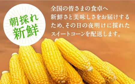 【先行予約】夜明けのスイートコーン 4kg×2箱 (14-20本)[VCO002] コーン とうもろこし
