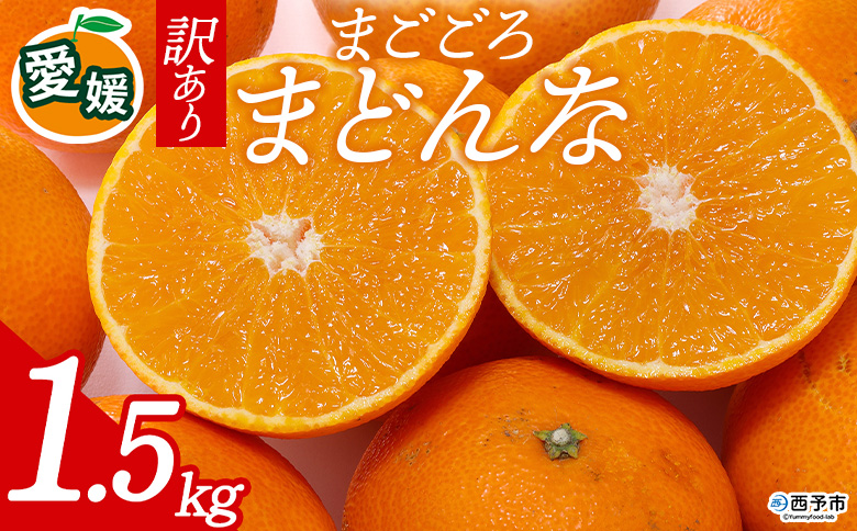 先行予約＜訳あり 愛媛県産 まごころまどんな 合計約1.5kg＞ 『2026年11月以降順次出荷予定』ミヤモトオレンジガーデン 愛媛県 西予市