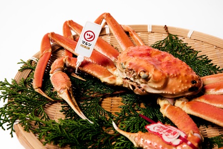 【マルツPREMIUM】活〆ボイル松葉蟹 冷蔵　「老舗 蟹専門店マルツ」