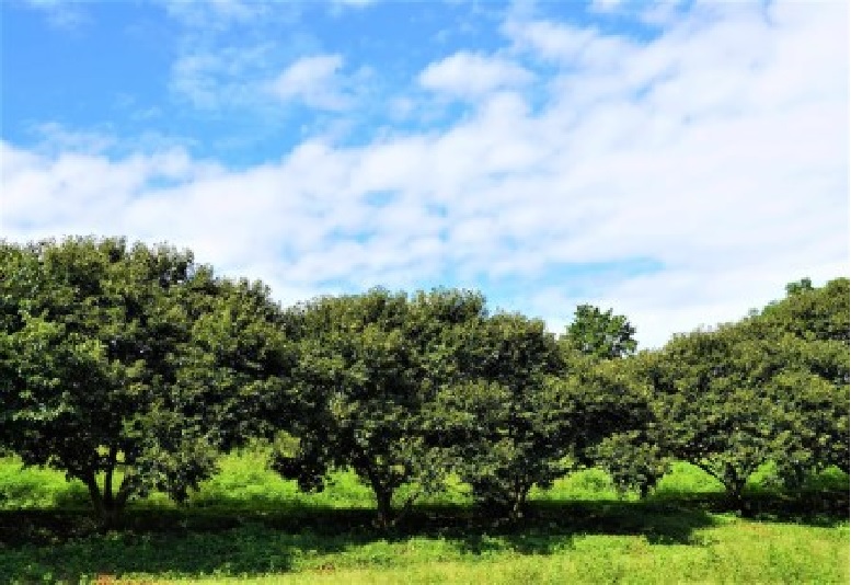 M87-0005_【ふるさと納税】 生栗 期間限定 数量限定 先行予約 『さぬき山都の低温熟成 完熟栗 3Lサイズ以上 約1kg 』 [ 栗ごはん 秋の味覚 くり 大粒 栽培 厳選 糖度 選別 三豊市