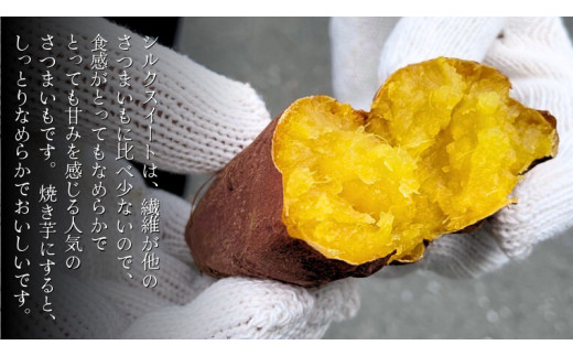 《 2026年 収穫分 》 シルクスイート 約 5kg (茨城県共通返礼品 行方市) 先行予約 渋谷農園 国産 茨城県 桜川市 さつまいも サツマイモ いも 芋 新芋 焼き芋 やきいも 野菜 旬 人気 おやつ 自宅用 家庭用 [DT009sa]