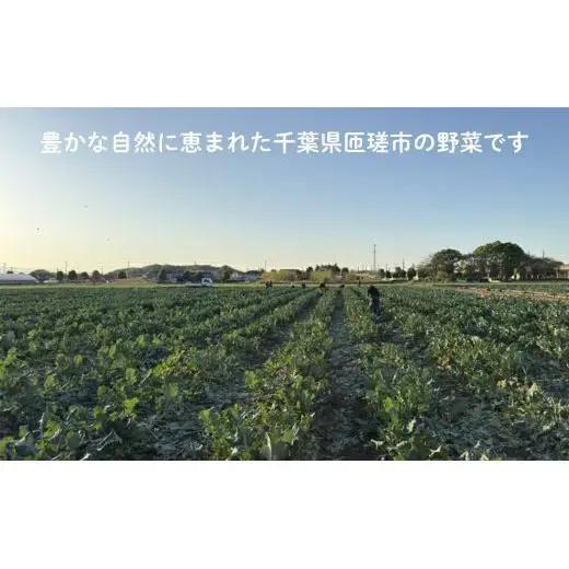 《定期便6ヶ月》旬のおまかせ野菜セット　4種類以上 ／ 野菜 やさい 旬の野菜 セット 詰め合わせ 定期便
