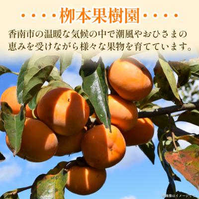ふるさと納税 香南市 柿(カキ) 3kg 柳本果樹園の柿 yg-0014 |  | 01