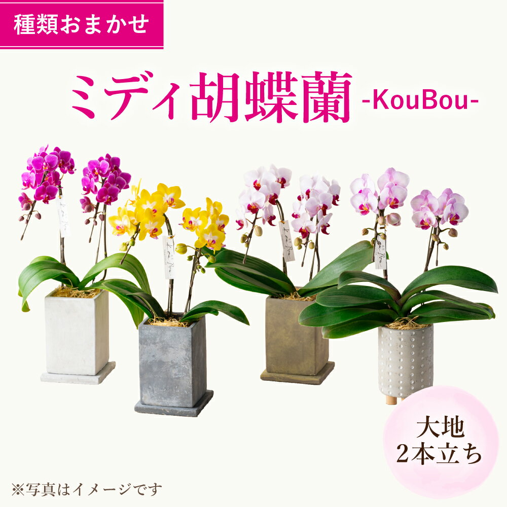 【ふるさと納税】ミディ胡蝶蘭 KouBou 大地 2本立ち なかがわ