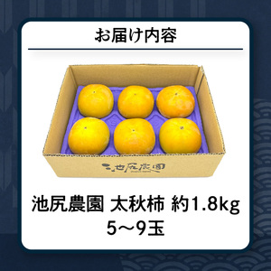 【10月発送】池尻農園 太秋柿 5玉～9玉 約1.8kg_柿 甘柿 太秋柿 5玉 ～ 9玉 約 1.8kg 種が少ない シャキシャキ 食感 さっぱり 果肉 なめらか 多汁 高糖度 おいしい 果皮 条紋