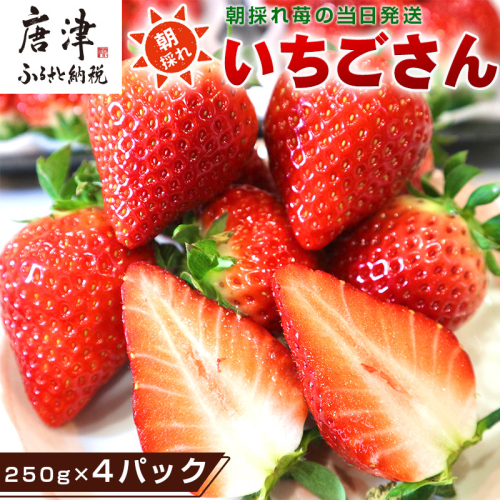 『先行予約』【令和7年3月より順次発送】唐津産 いちごさん 250g×4パック(合計1kg) 濃厚いちご 苺 イチゴ 果物 フルーツ