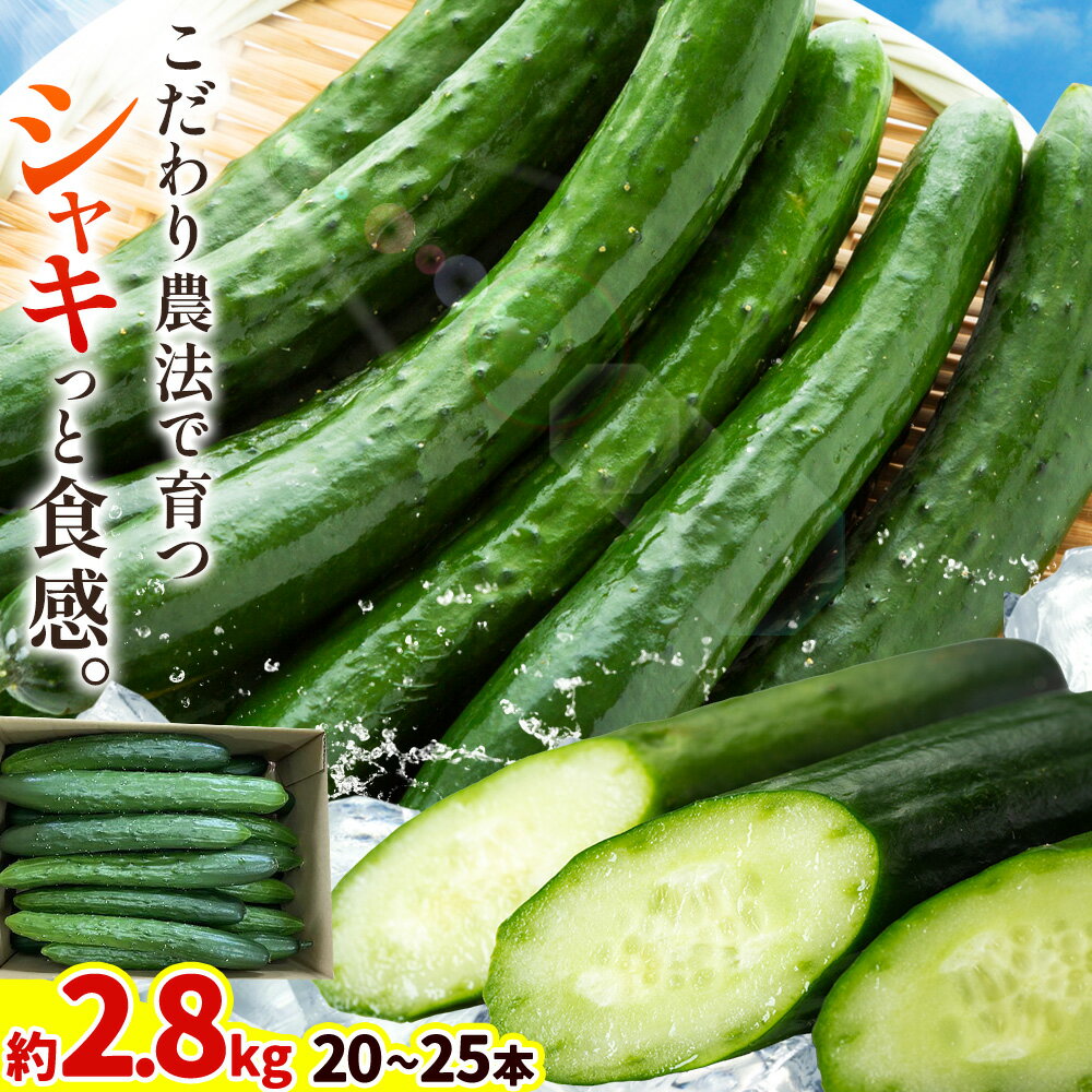 【ふるさと納税】きゅうり 約2.8kg 20本 ～ 25本 野菜 胡瓜 秋山農園 《9月中旬-12月上旬頃出荷》栃木県 野木町 サラダ 漬物