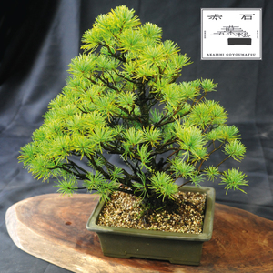 赤石の泉 赤石五葉松（鉢植え） E-27