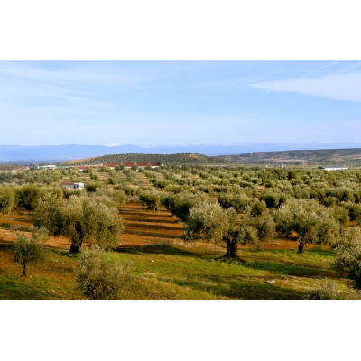 【180g×12本】毎日のオリーブ油　