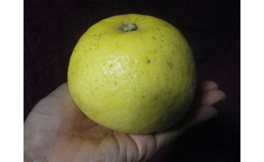 
                  自然農　グレープフルーツ小玉　4kg
                