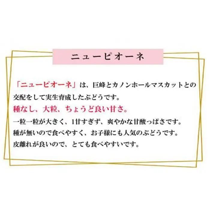 ニュー　ピオーネ 約2kg 3～6房 ｜ ピオーネ